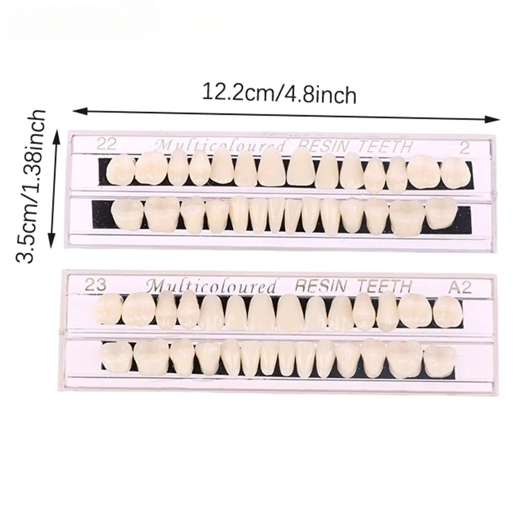 28teeth Resin Denture Teeth Dental Synthetic Resin Teeth Teeth Teaching Model Permanent Teeth Model Dental Material