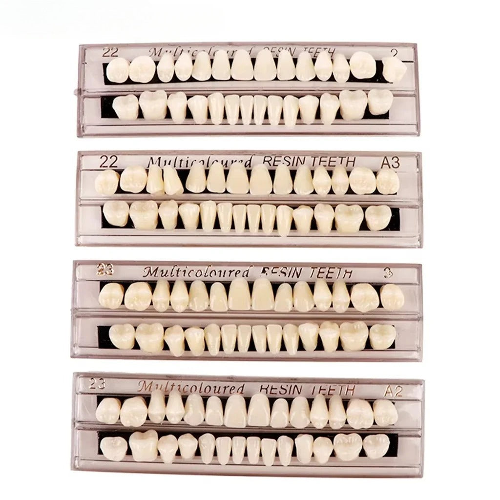 28teeth Resin Denture Teeth Dental Synthetic Resin Teeth Teeth Teaching Model Permanent Teeth Model Dental Material