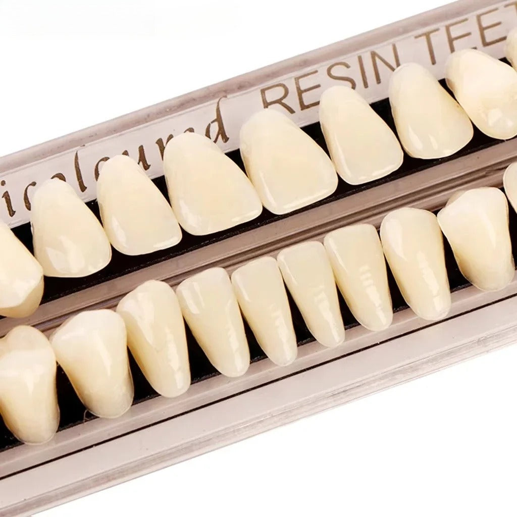 28teeth Resin Denture Teeth Dental Synthetic Resin Teeth Teeth Teaching Model Permanent Teeth Model Dental Material
